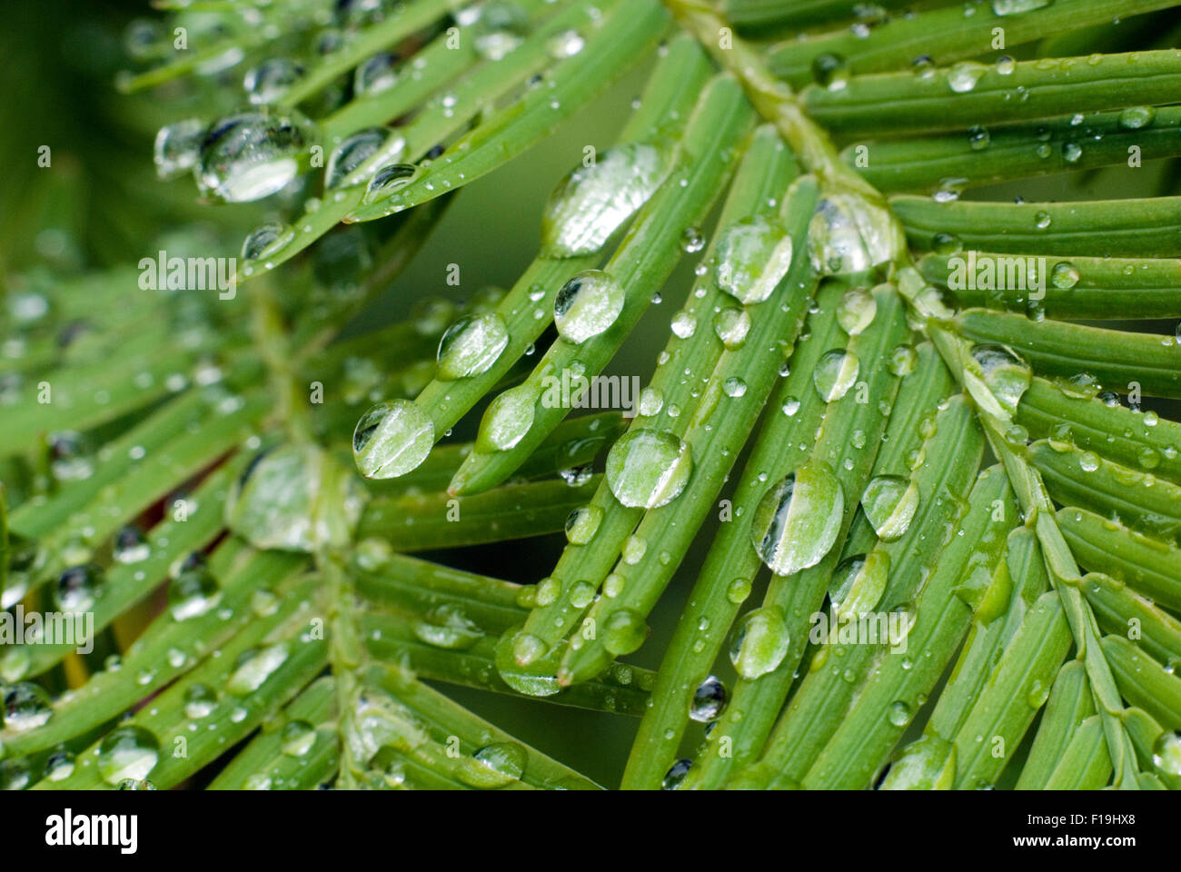 Waterdrops sur Sequoia méta(Metasequoia glyptostroboides) feuille Banque D'Images