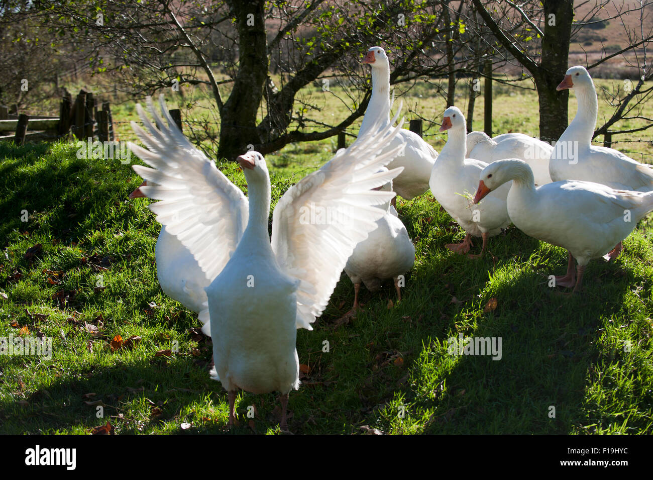 Oies (Anser anser domestica) Devon, Angleterre Europe Banque D'Images