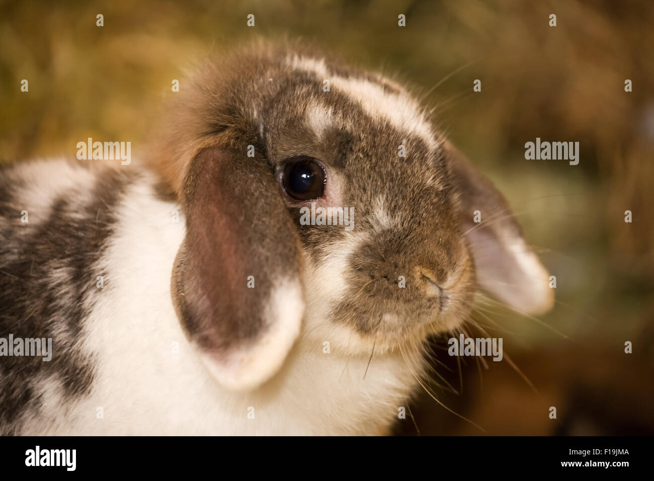 Hibou Lop bunny sur une balle de foin à Baxtor Barn farm en automne Ville, Washington, USA Banque D'Images