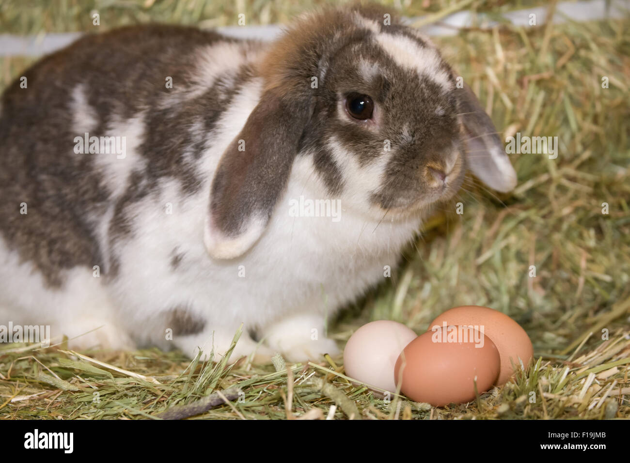 Hibou Lop bunny à côté des œufs sur une balle de foin à Baxtor Barn farm en ville d'automne, WA. Est-ce le lapin de Pâques ? Banque D'Images