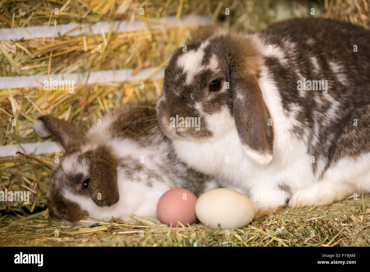 Mère et bébé lapin Bélier hibou à côté des œufs sur une balle de foin à Baxtor Barn farm en ville d'automne, WA. Est-ce le lapin de Pâques ? Banque D'Images