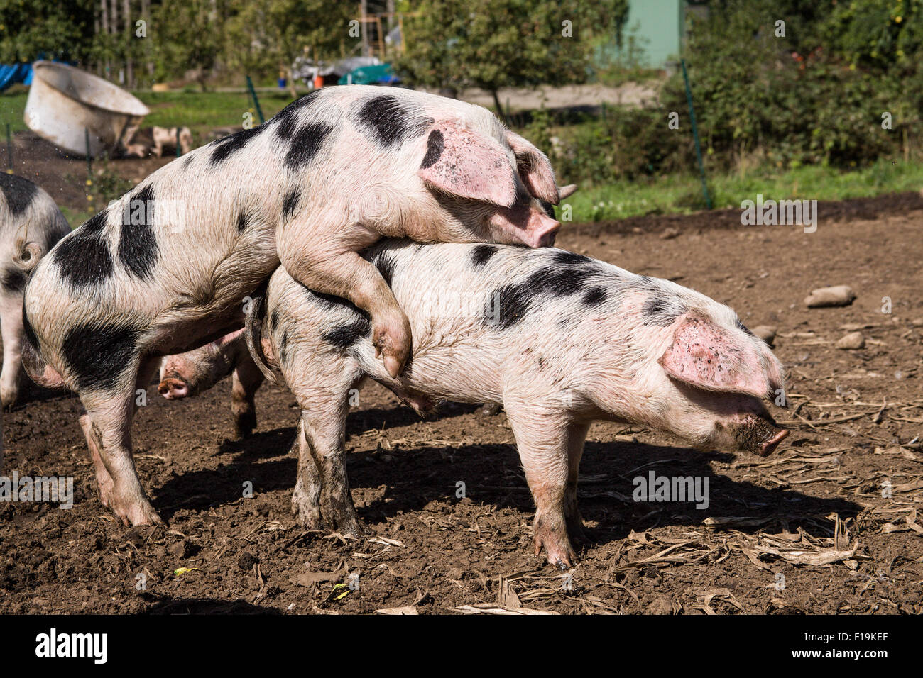 Gloucestershire vieux porcs taches dans l'accouplement pour sportifs, Washington, USA. Banque D'Images