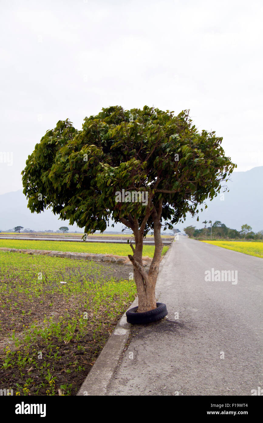 Seul arbre on rural road par temps nuageux Banque D'Images