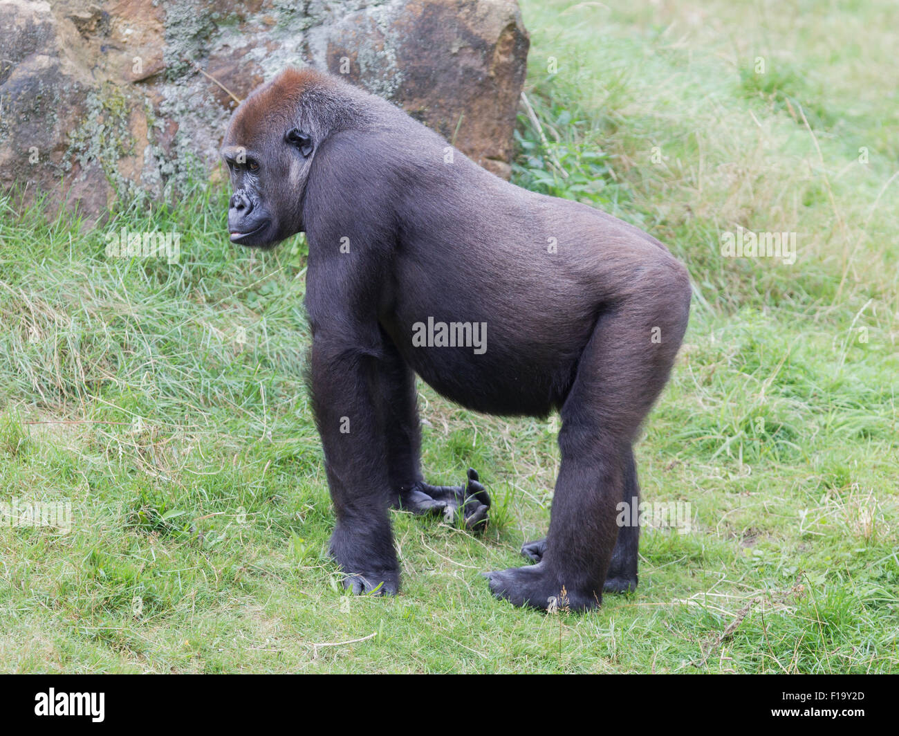 Gorille adultes reposant dans l'herbe verte Banque D'Images