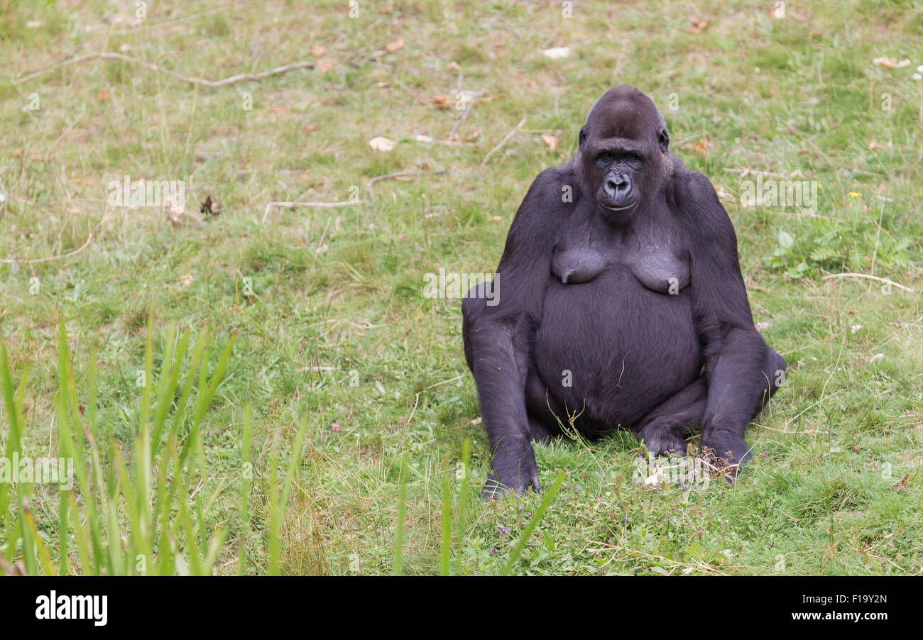 Gorille adultes reposant dans l'herbe verte Banque D'Images