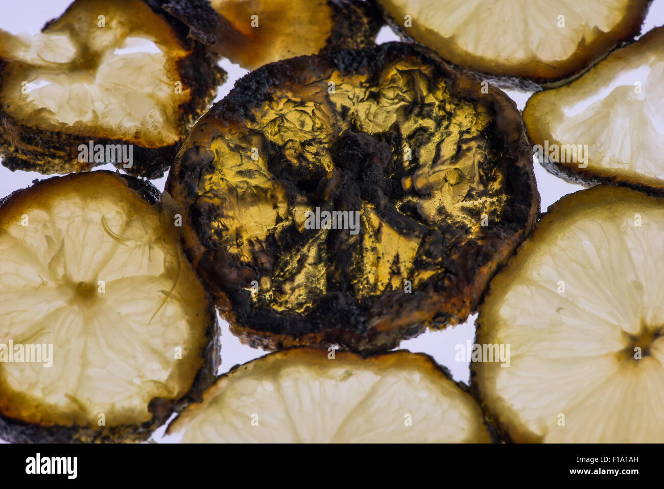 Section de fruits de citron tranches tranche isolés contre fond blanc lumineux montrant des signes d'hyphes de champignons de carie la pénicilline Banque D'Images