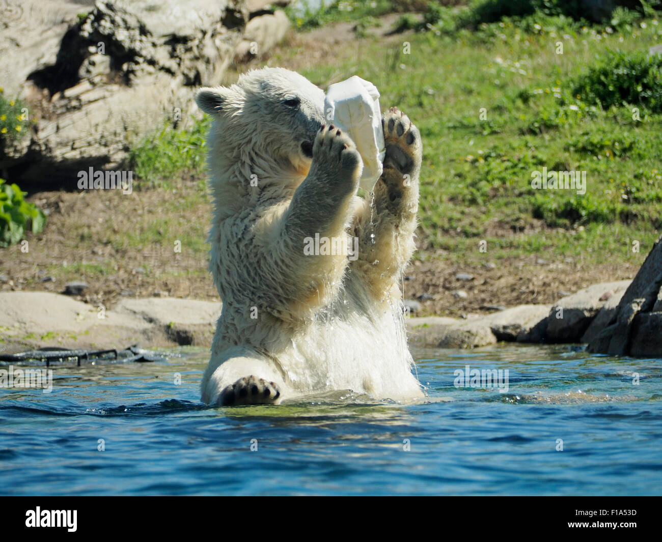 Les jeunes ours polaires jouant avec un bidon en plastique dans l'eau du Zoo de Blijdorp, Rotterdam, Pays-Bas Banque D'Images