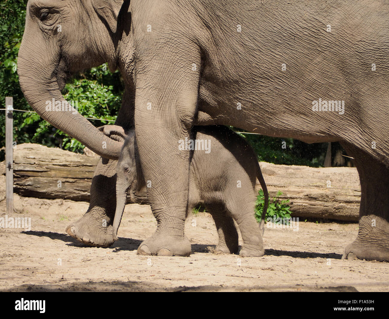 Éléphant mère protégeant son nouveau né Bangka fils, 9 jours. (Né le 20 août 2015) Zoo de Blijdorp, Rotterdam, Pays-Bas Banque D'Images