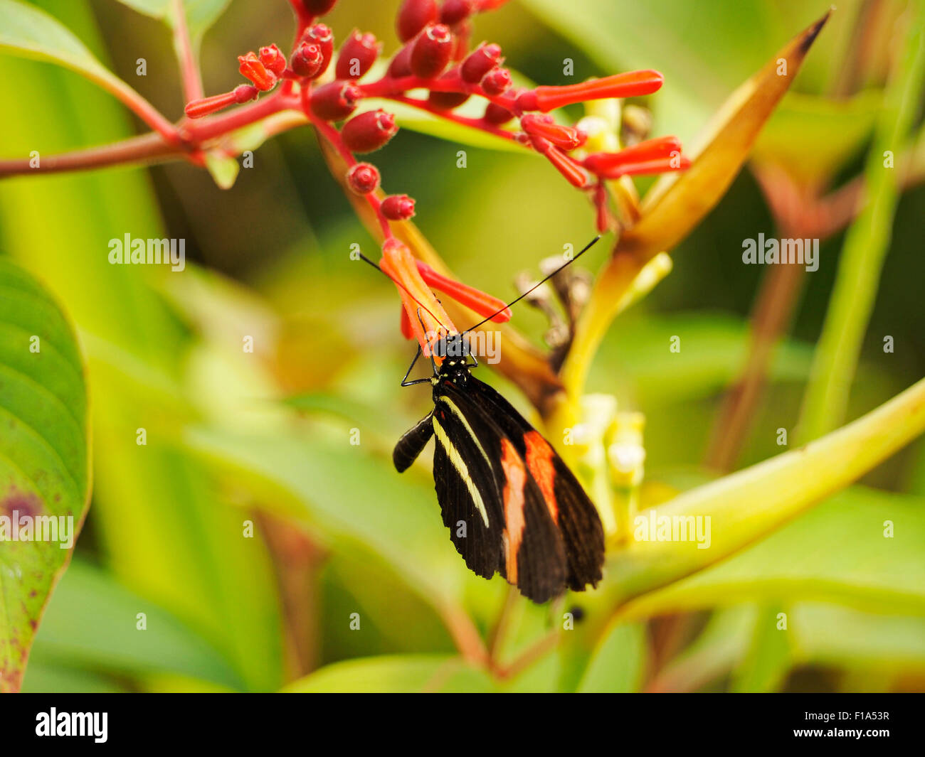 Papillon Tropical assis sur une fleur rouge au Zoo de Blijdorp, Rotterdam, Pays-Bas Banque D'Images