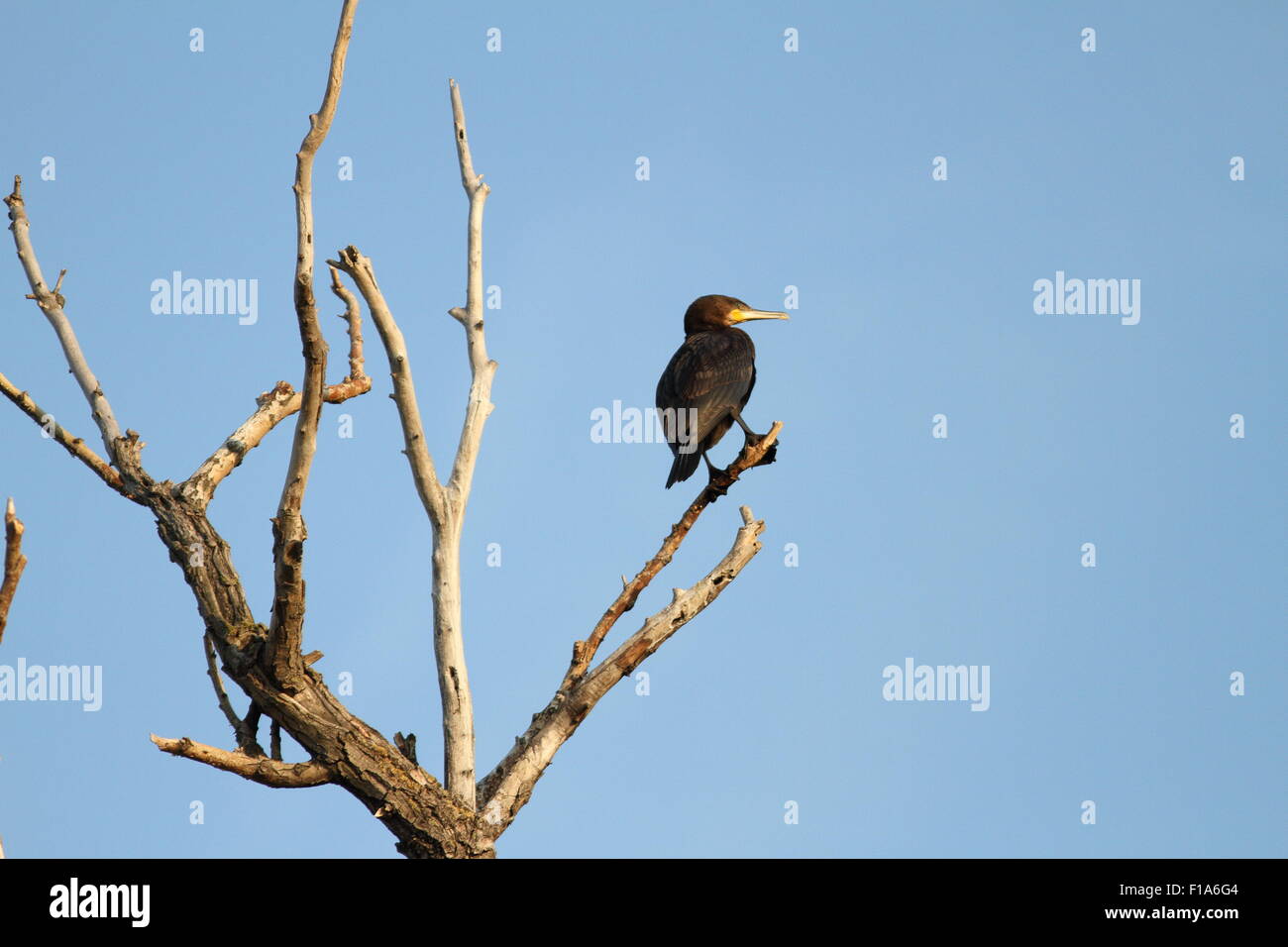 Grand cormoran (Phalacrocorax carbo) Comité permanent sur les branches d'un arbre mort - Delta du Danube , Roumanie Banque D'Images