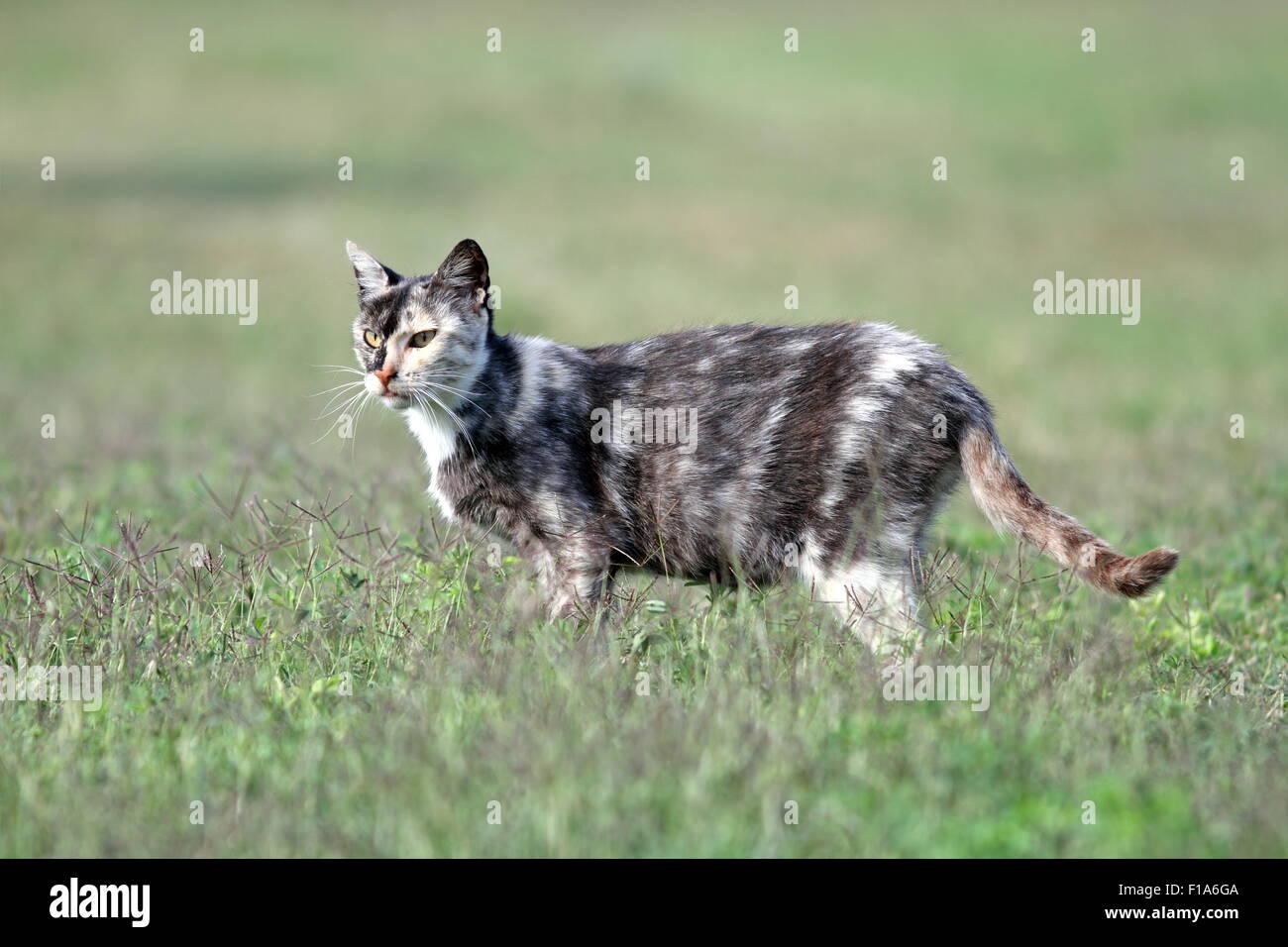 Tacheté coloré kitty debout sur une pelouse verte Banque D'Images