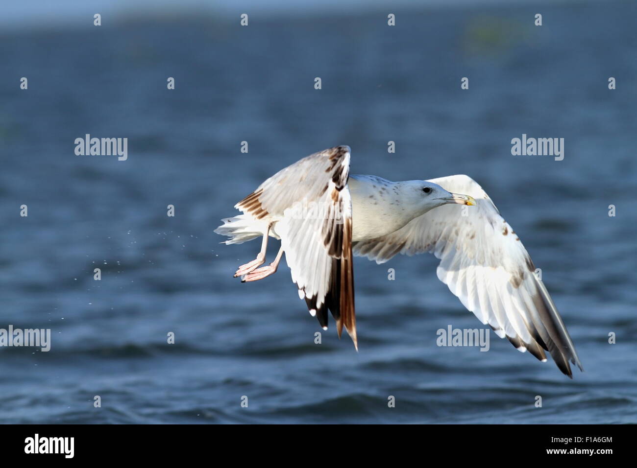 Gros plan du goéland blanc en vol au dessus des eaux du Danube Banque D'Images