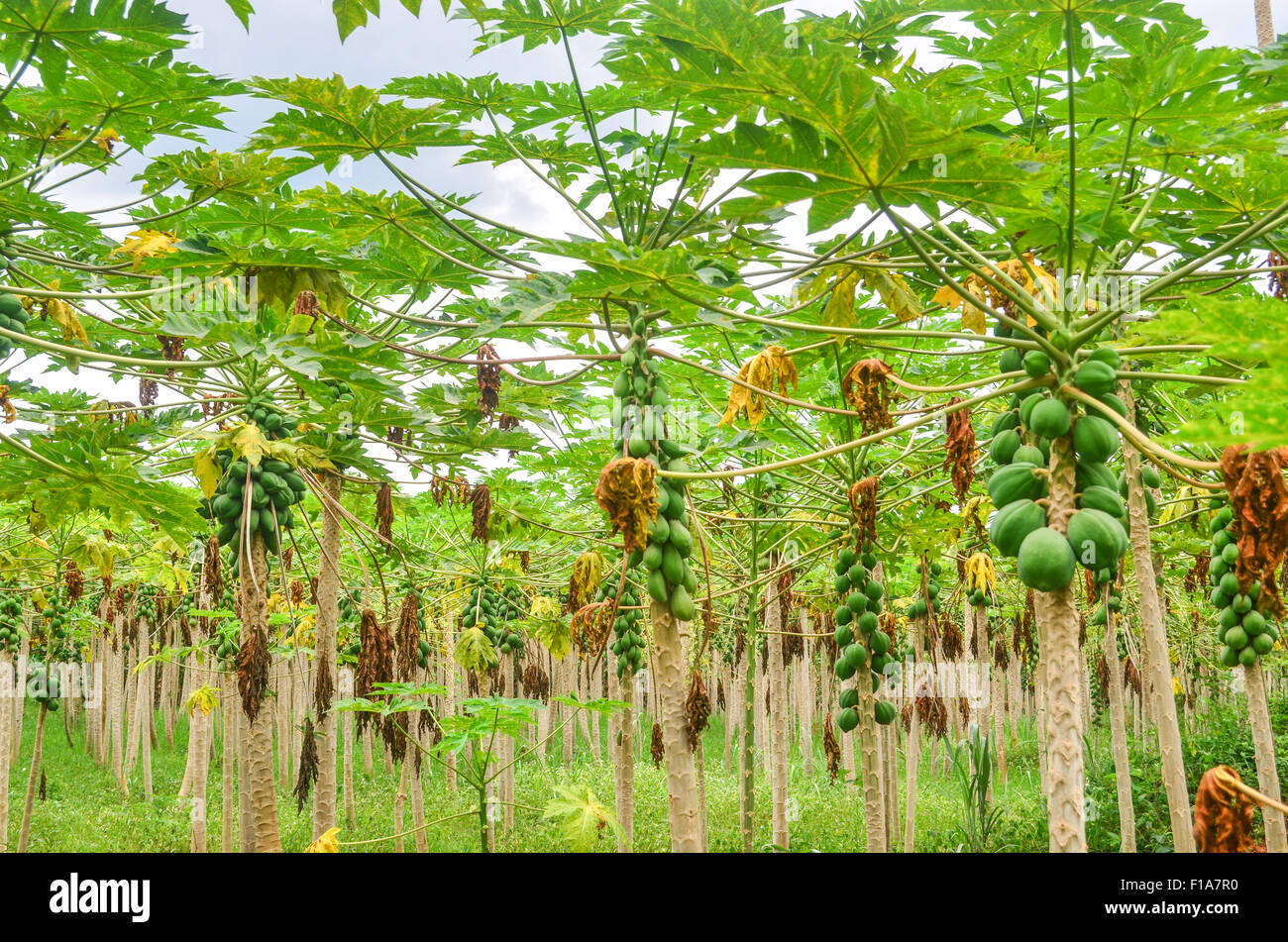 Plantation de papaye en Côte d'Ivoire / Côte d'Ivoire Banque D'Images
