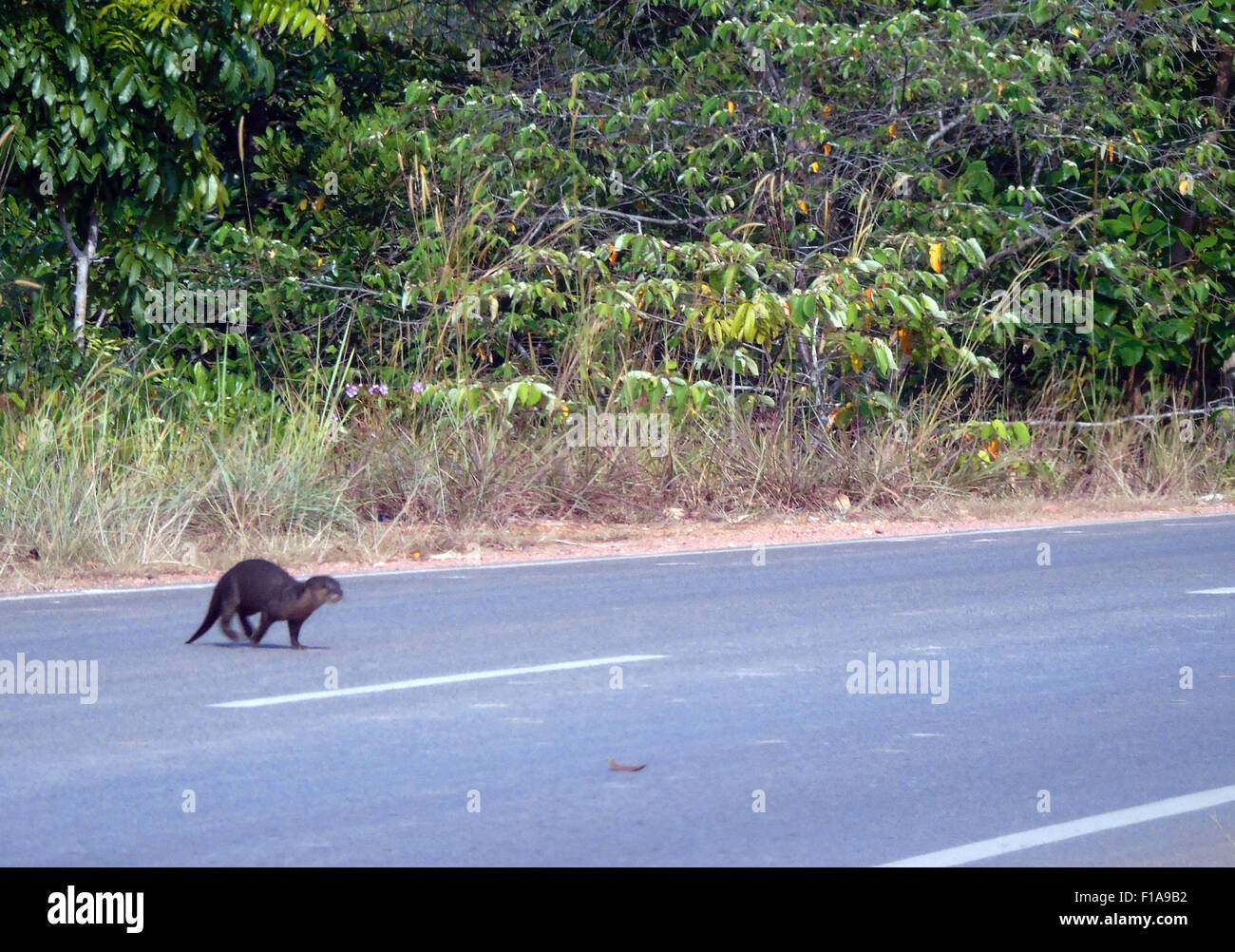 July 30, 2015 - Bintan, Indonésie, Kepri - BINTAN, INDONÉSIE - 31 Août : Les poilus-nosed otter vu une rue transversale près de Manrove forest le 31 août 2015 dans l'île de Bintan, Indonésie. Les poilus-nosed loutre (Lutra sumatrana) est l'une des plus rares espèces de loutres. Jusqu'en 1998, il a été pensé pour avoir été éteint, mais de petites populations ont été découvertes depuis..Les poilus-nosed otter est la moins connue de la loutre d'Asie, et est aussi la plus difficile à identifier sur le terrain. Les poilus-nosed otter tire son nom des poils à la fin de son rhinarium (partie humide de son nez) ; dans la plupart des autres Banque D'Images