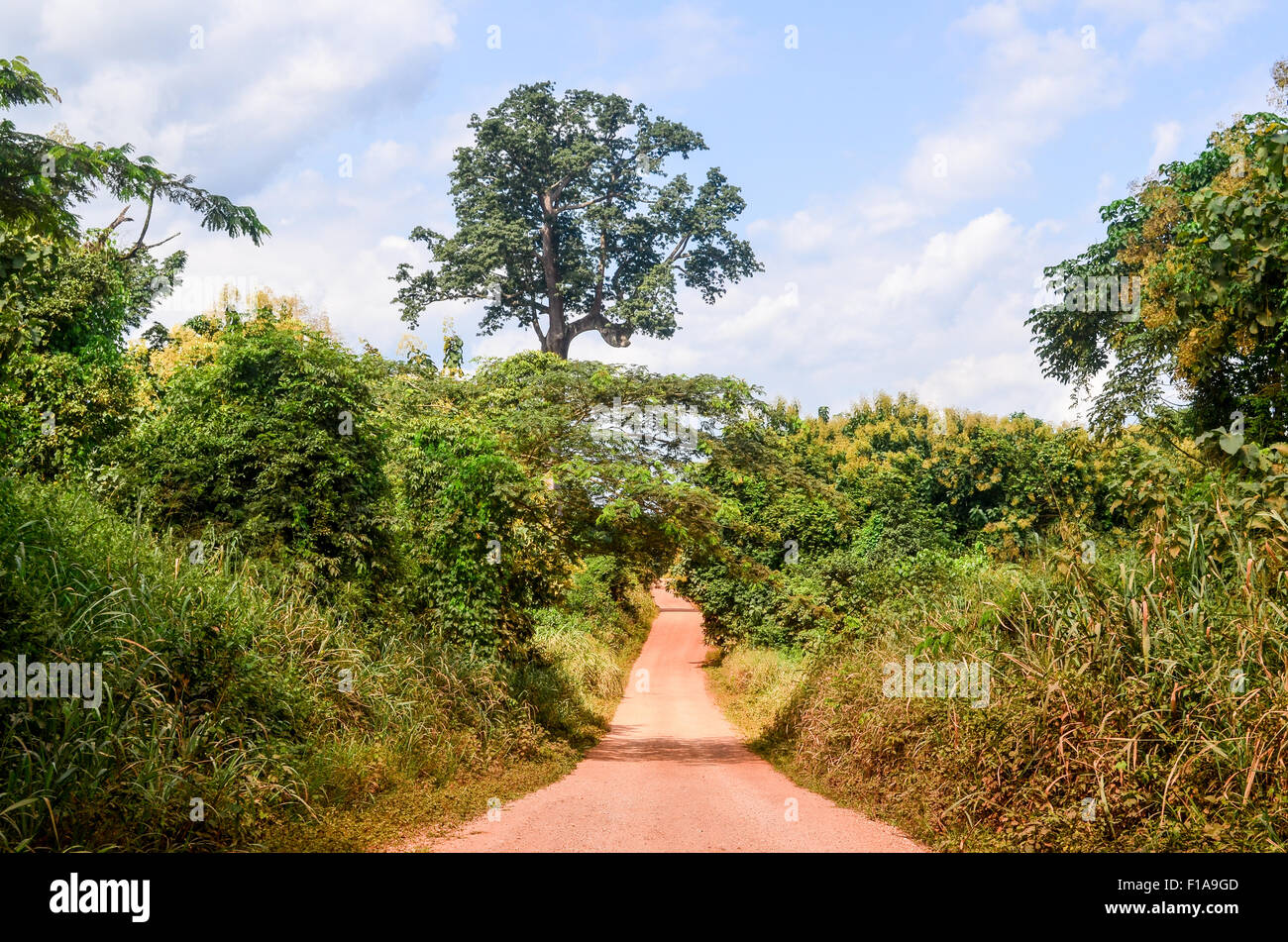 Terre rouge route de terre en milieu rural en Afrique Banque D'Images