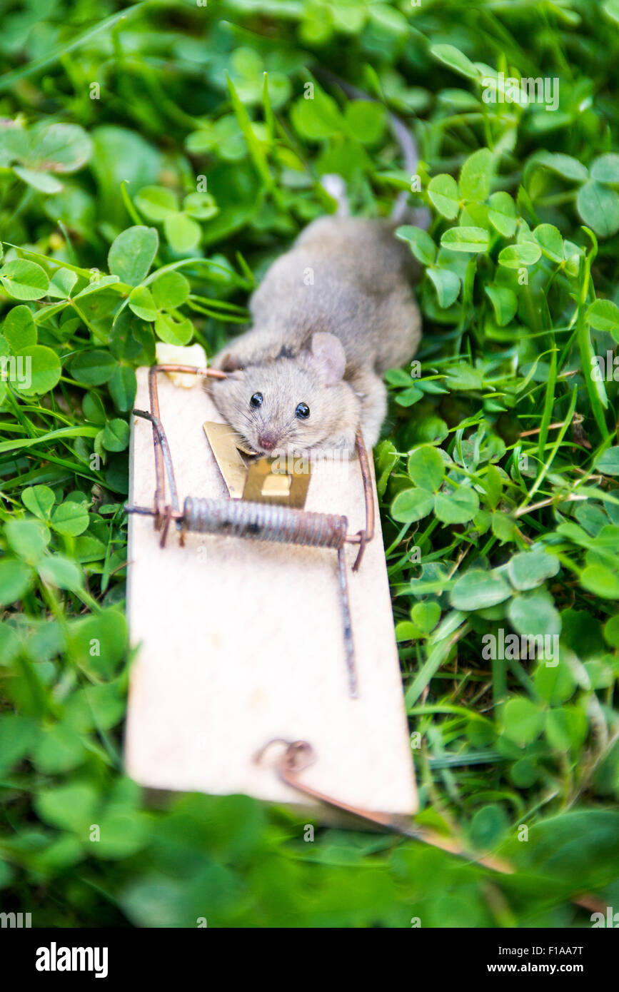 Animal mort souris en piège, allongé sur l'herbe verte pelouse, jardin, parc, à l'extérieur, cour arrière, l'été Banque D'Images