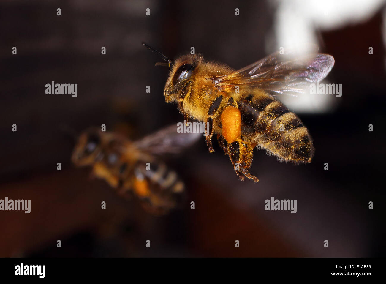 Berlin, Allemagne, avec le pollen d'abeilles sur jambe en vol Banque D'Images