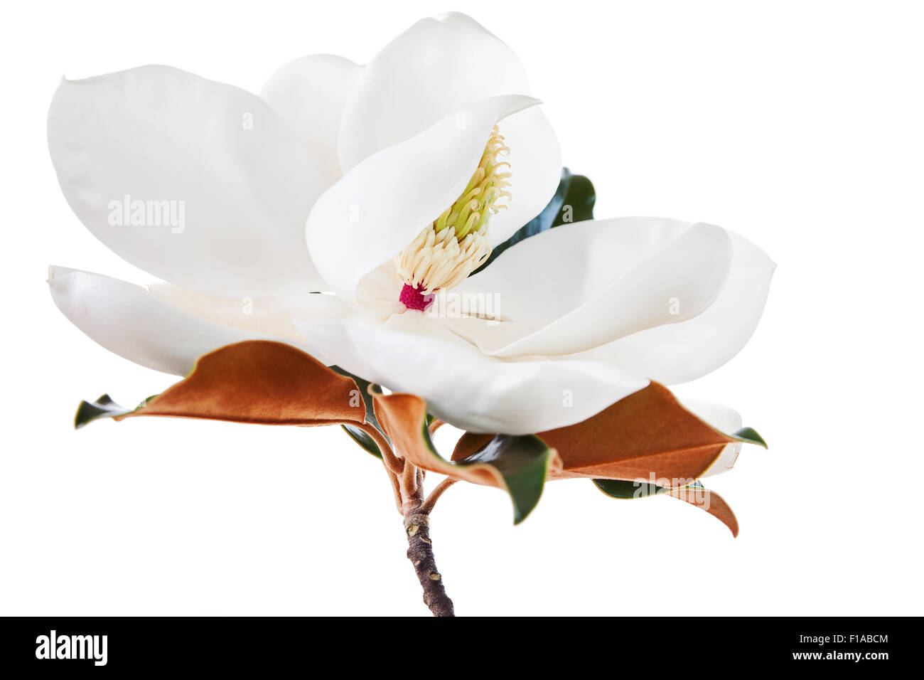 White Magnolia Blossom Floral High Key Banque D'Images