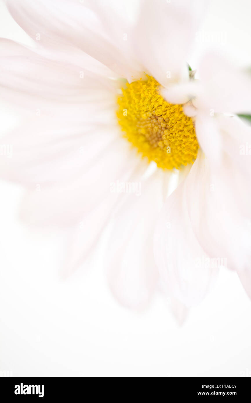 Daisy Flower Rose Blanc marguerites jaunes fleurs floral fleur isolée Banque D'Images