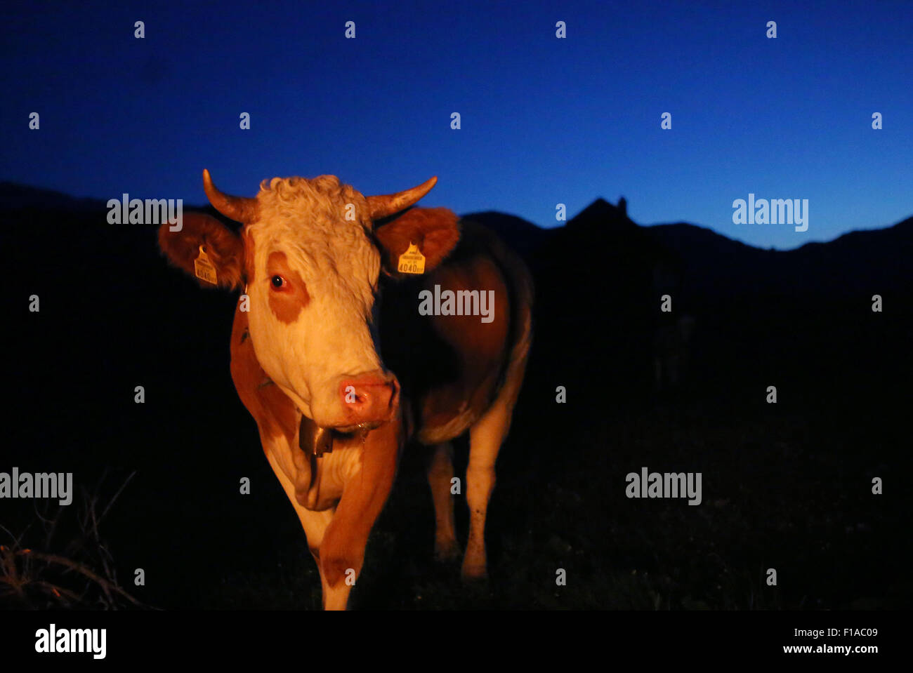 Obertraun, Autriche, vache sur un pâturage de nuit à la lueur d'un feu de camp Banque D'Images