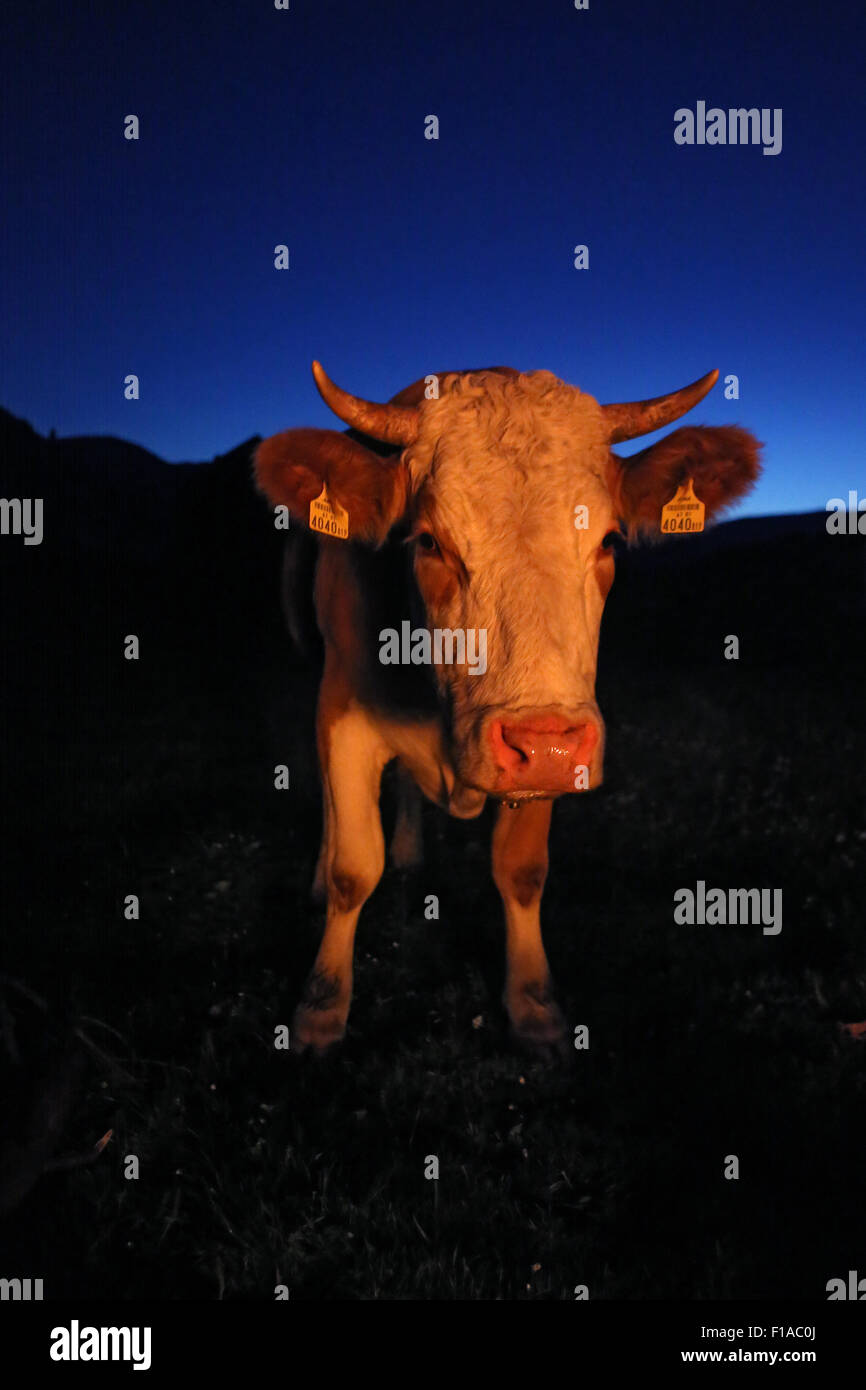 Obertraun, Autriche, vache sur un pâturage de nuit à la lueur d'un feu de camp Banque D'Images