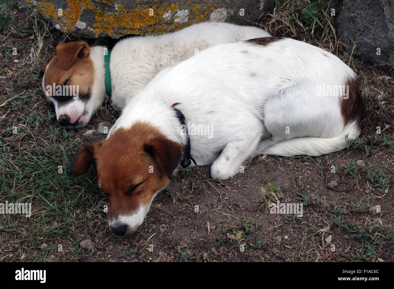 Manciano, l'Italie, les chiens dormir Banque D'Images