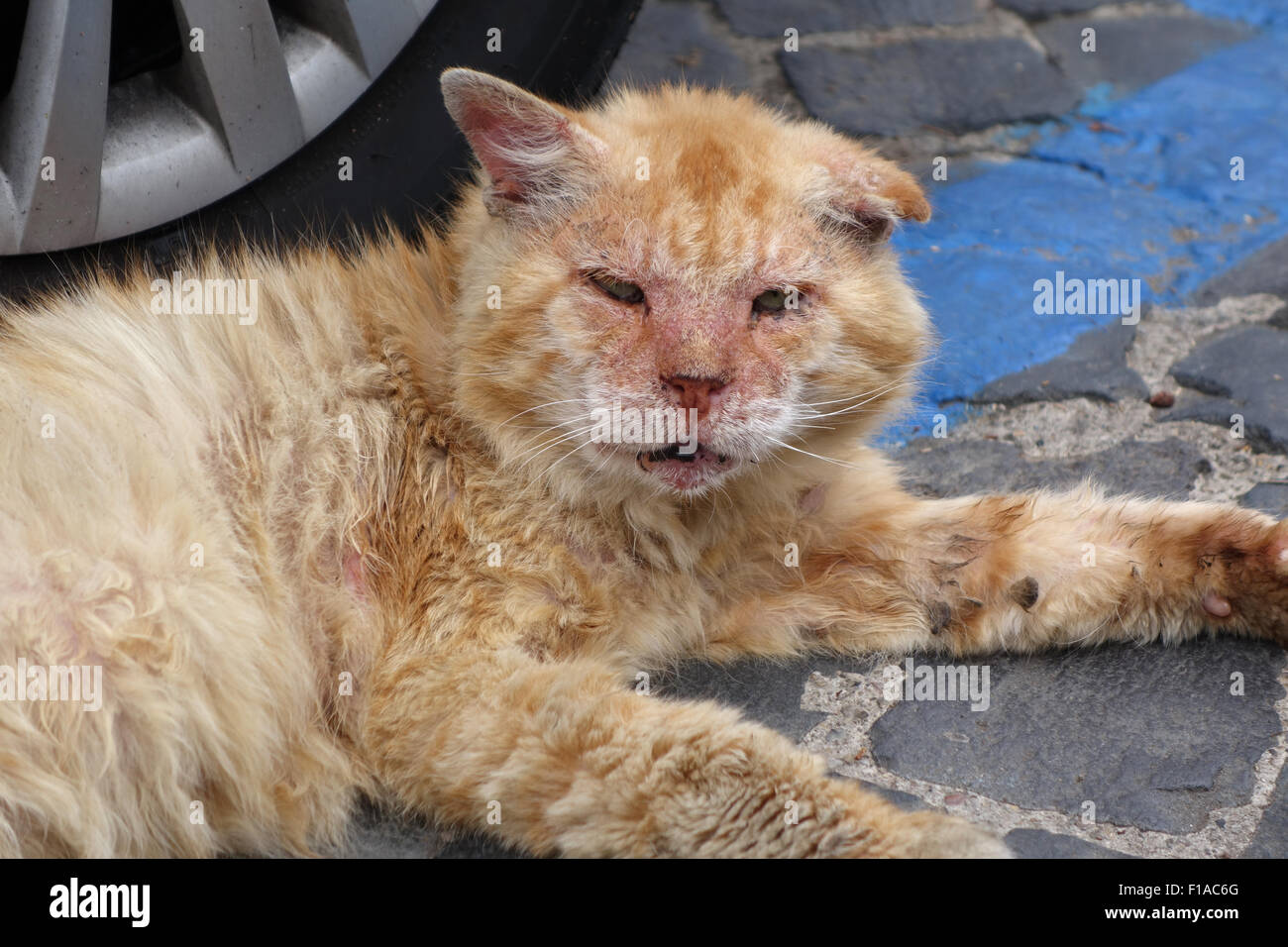 Manciano, l'Italie, sans propriétaire chat malade allongé sur la route Banque D'Images