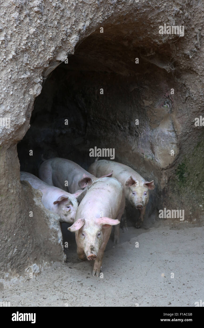 San Lorenzo Nuovo, l'Italie, les porcs domestiques Banque D'Images