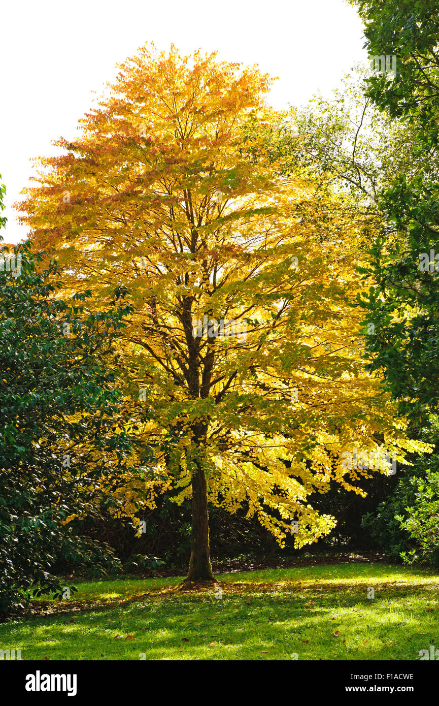 Bel Automne Cercidiphyllum ou dans le parc de l'arbre katsura Banque D'Images