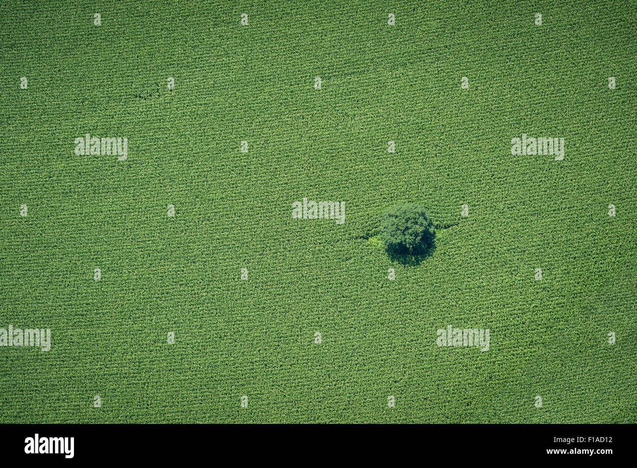 Vue aérienne de l'arbre dans Farm Field Banque D'Images