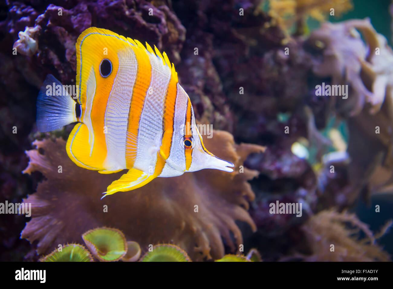 Quatre poissons papillon jaune aux yeux bleus Banque D'Images