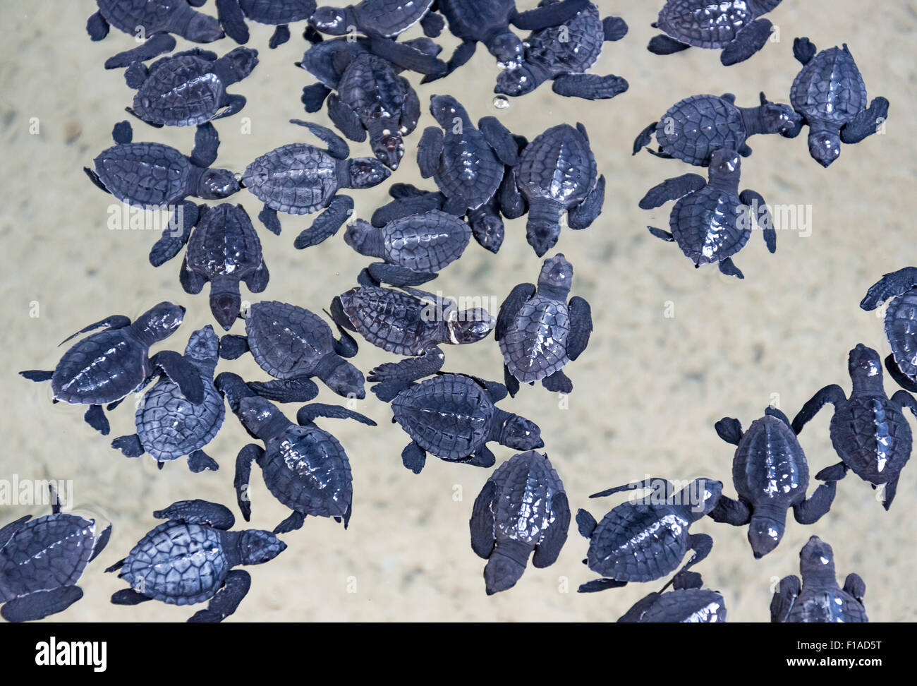 Des balles, des bébés tortues Turtle Hatchery à Habaraduwa près de Mirissa, Sri Lanka Banque D'Images