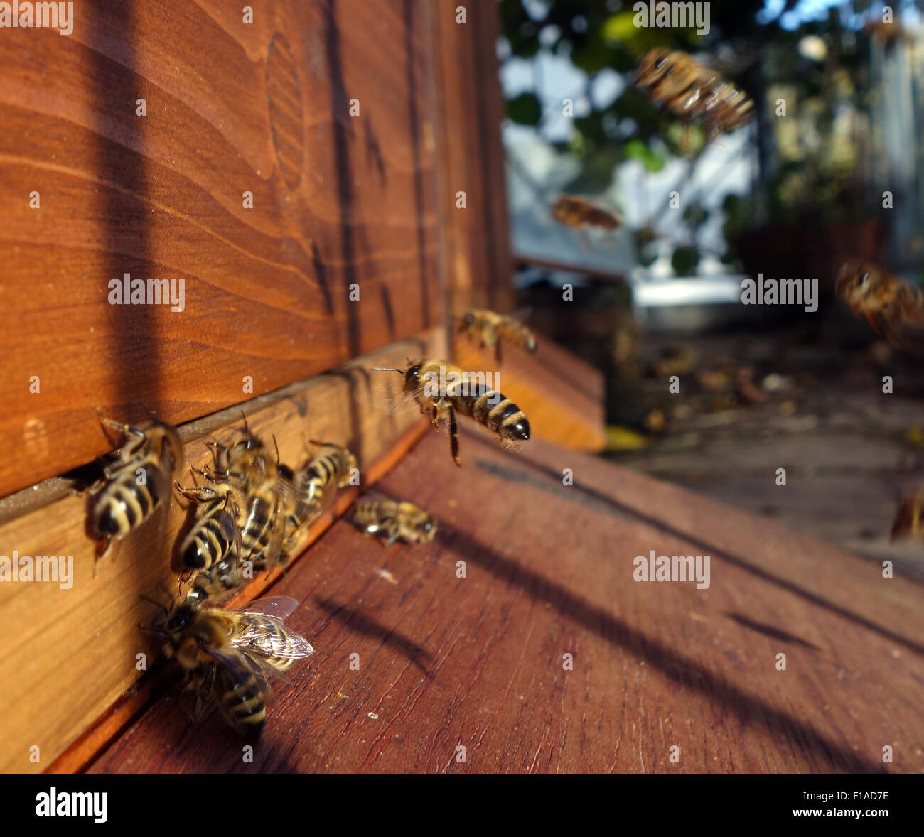Berlin, Allemagne, l'approche d'une ruche d'abeilles Banque D'Images