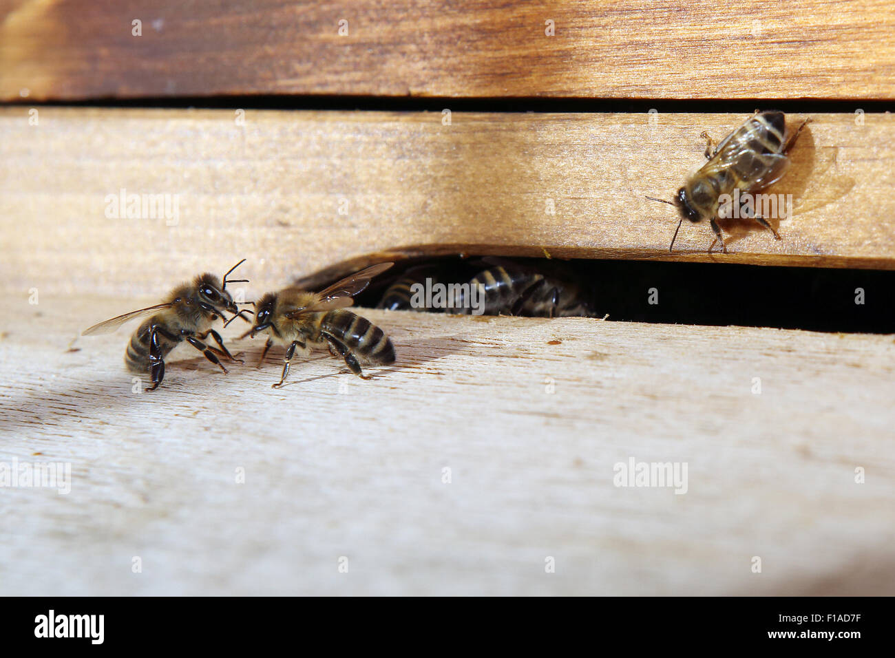 Berlin, Allemagne, les abeilles sont assis en face du trou d'entrée d'une ruche Banque D'Images