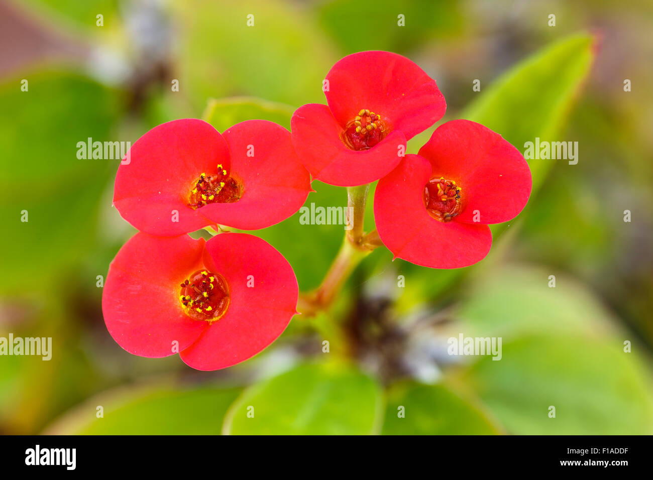 Couronne d'Épines Euphorbia milii splendens, fleur. Originaire de Madagascar (cultivé) Banque D'Images