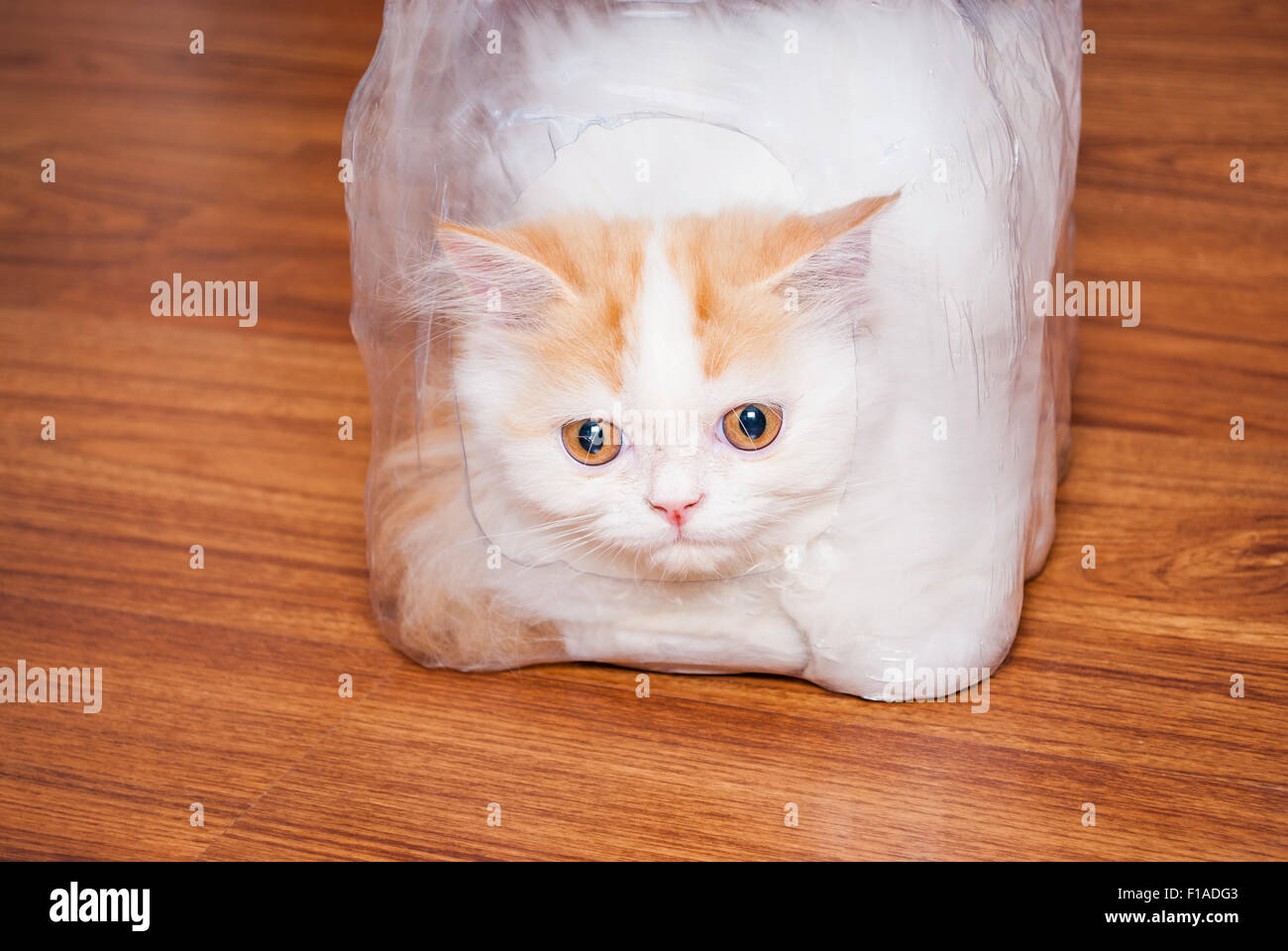 Chat Persan Mignon Dans Une Pellicule De Plastique Sur Le Plancher De Bois Photo Stock Alamy