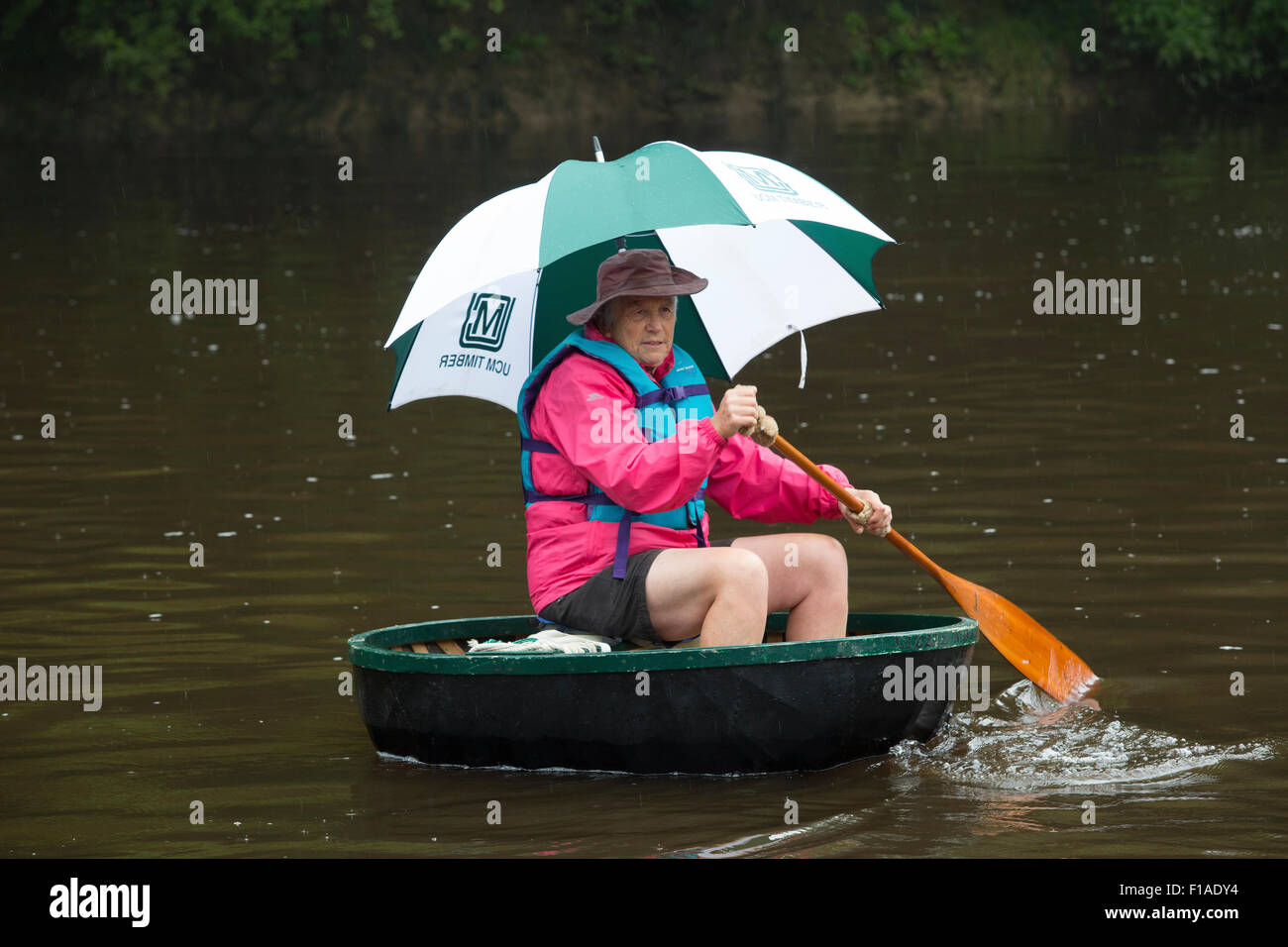 Le Shropshire, au Royaume-Uni. Août 31, 2015. Un concurrent dans l'assemblée annuelle de la Banque août lundi courses coracle sur la rivière Severn dans le Shropshire, en Angleterre. Coracles sont moins plat-quille bateaux à fond plat, traditionnellement fabriqués à partir de tissus de bois recouvert de peaux d'animaux, bien que plus des exemples modernes sont souvent toile, et imperméabilisé avec du goudron ou du bitume. Coracles sont utilisées depuis des milliers d'années en Europe et en particulier dans les frontières du pays de Galles et au Pays de Galles lui-même. Crédit : Rob Carter/Alamy Live News Banque D'Images