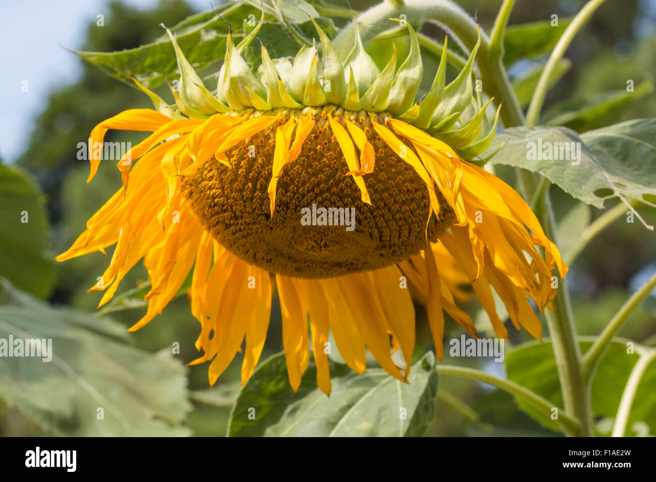 Plante de tournesol de près flétries. Banque D'Images