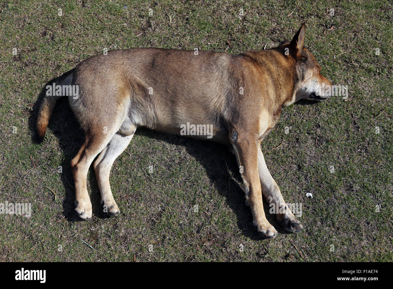 Hong Kong, Chine, le chien dort affalé sur le sol Banque D'Images