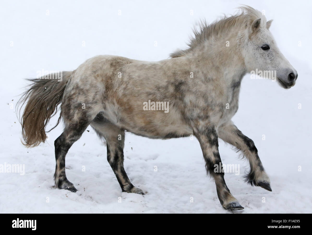 Koenigs Wusterhausen, Allemagne, poney Shetland galoper en hiver, le couplage couverte de neige Banque D'Images