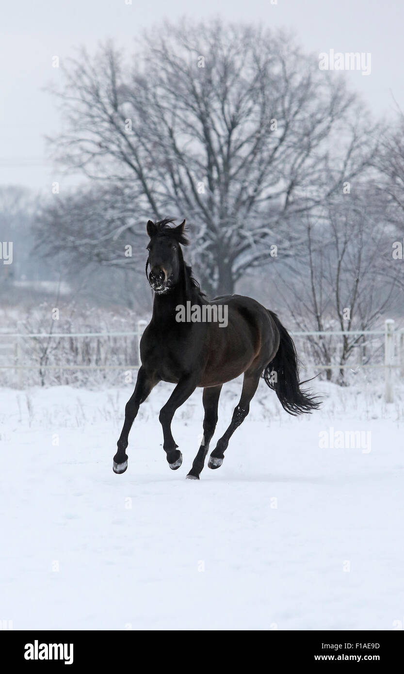 Koenigs Wusterhausen, Allemagne, cheval galopant en hiver, le couplage couverte de neige Banque D'Images