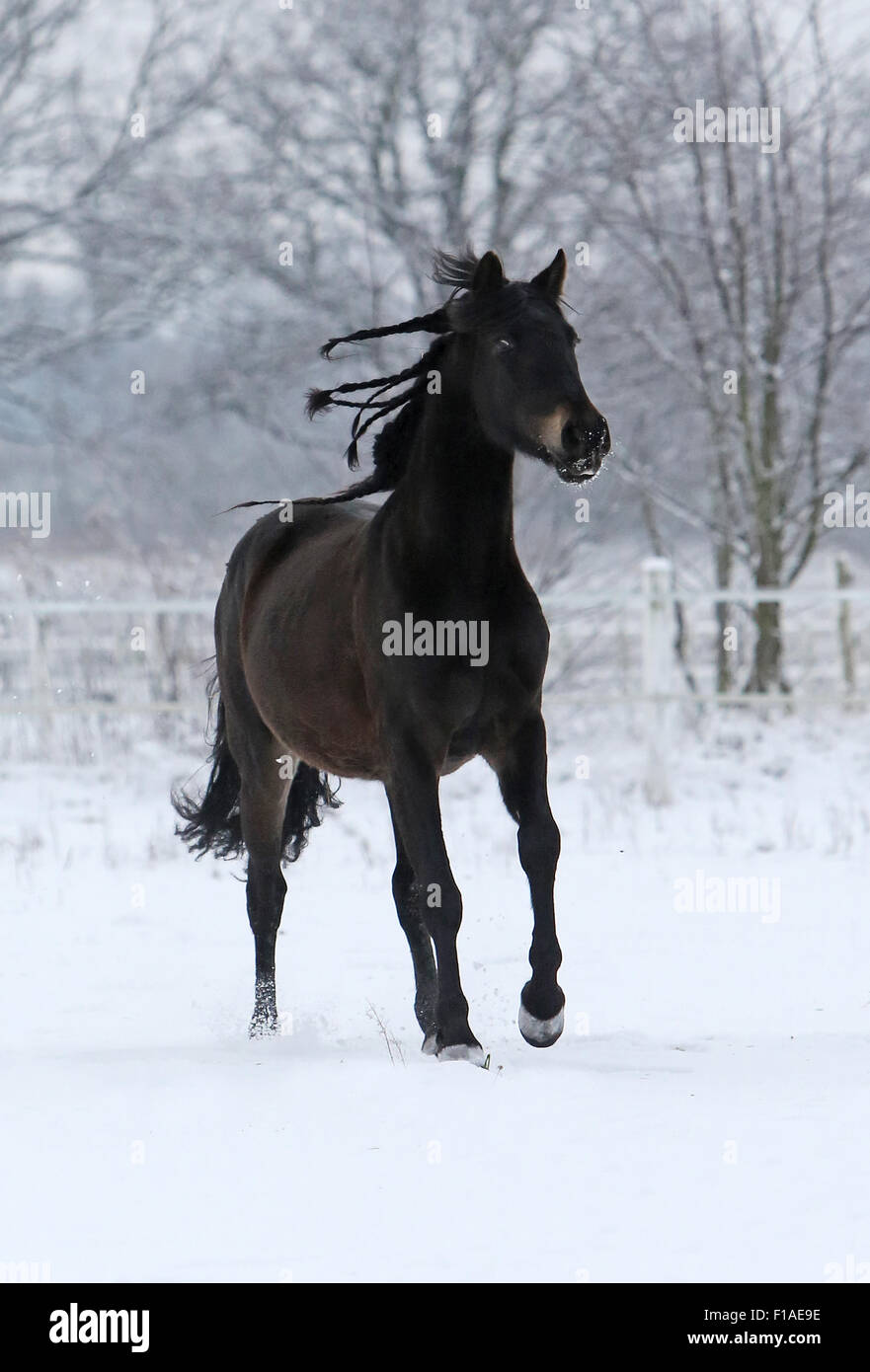 Koenigs Wusterhausen, Allemagne, cheval galopant en hiver, le couplage couverte de neige Banque D'Images