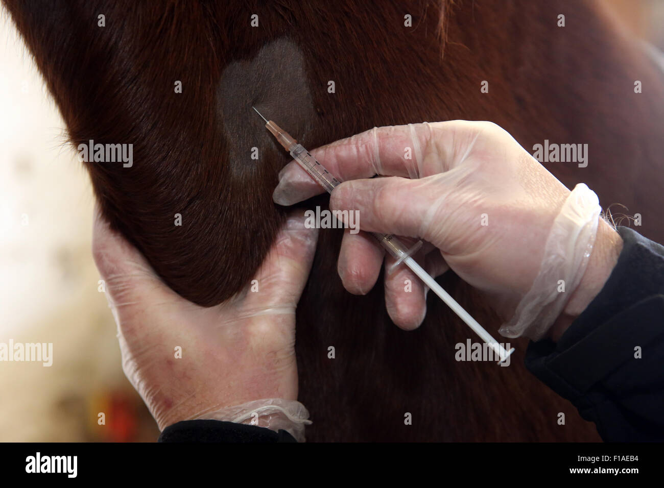 Koenigs Wusterhausen, Allemagne, détail, un cheval est anesthésié Banque D'Images