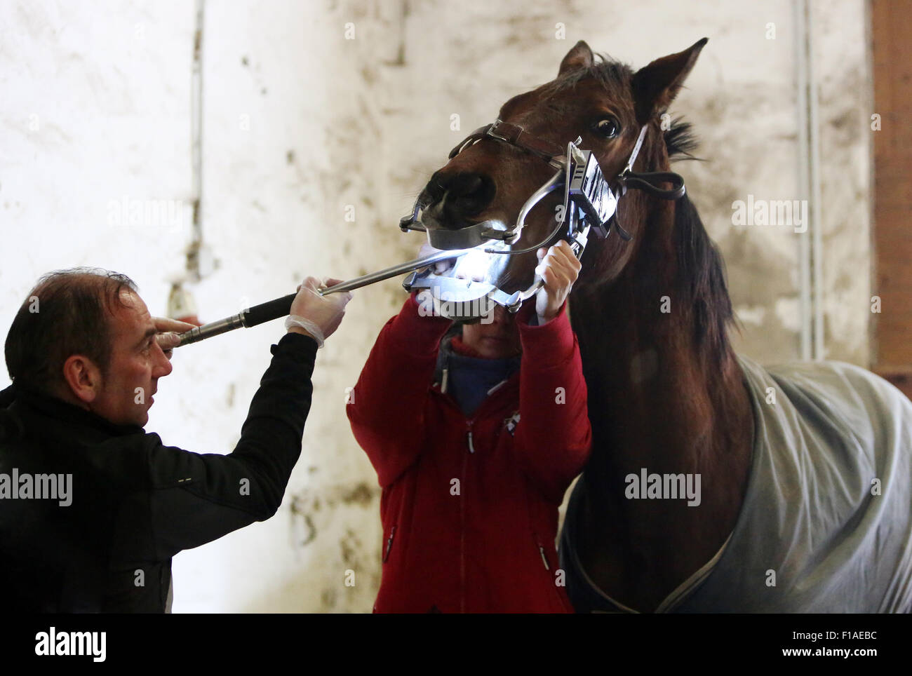 Koenigs Wusterhausen, Allemagne, cheval est traitée pour les dents Banque D'Images