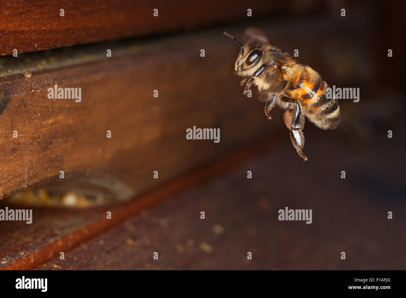 Berlin, Allemagne, en vol d'abeilles devant le trou d'entrée d'une ruche Banque D'Images