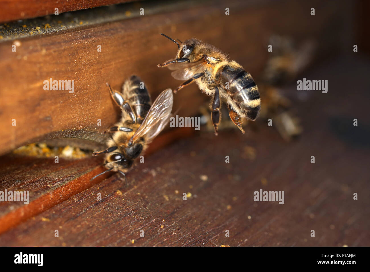Berlin, Allemagne, les abeilles domestiques avant le trou d'entrée d'une ruche Banque D'Images