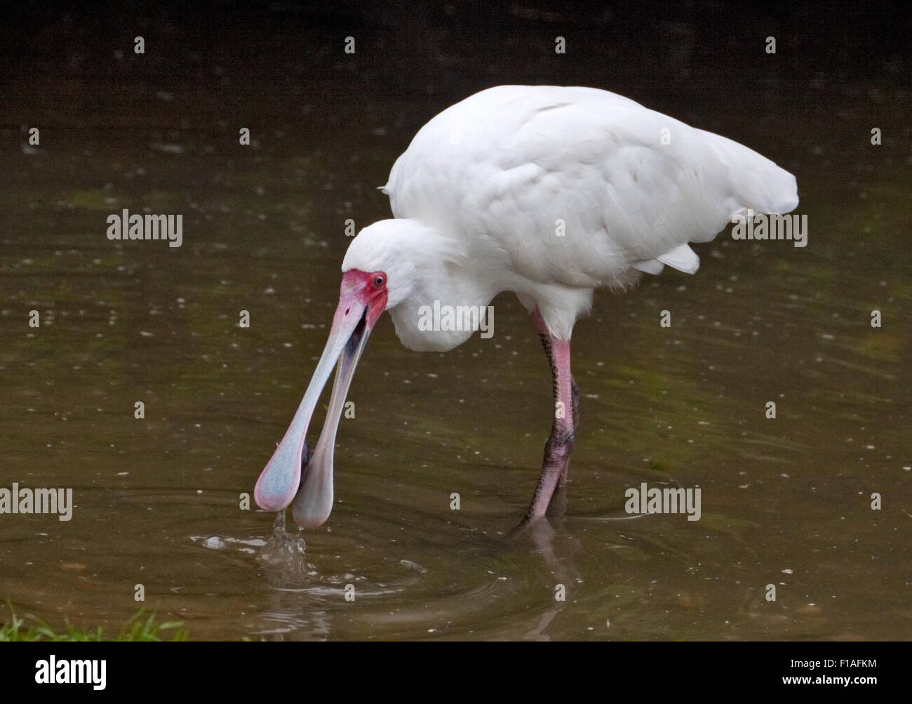 Spatule d'Afrique (platalea alba) pêcher dans l'eau Banque D'Images