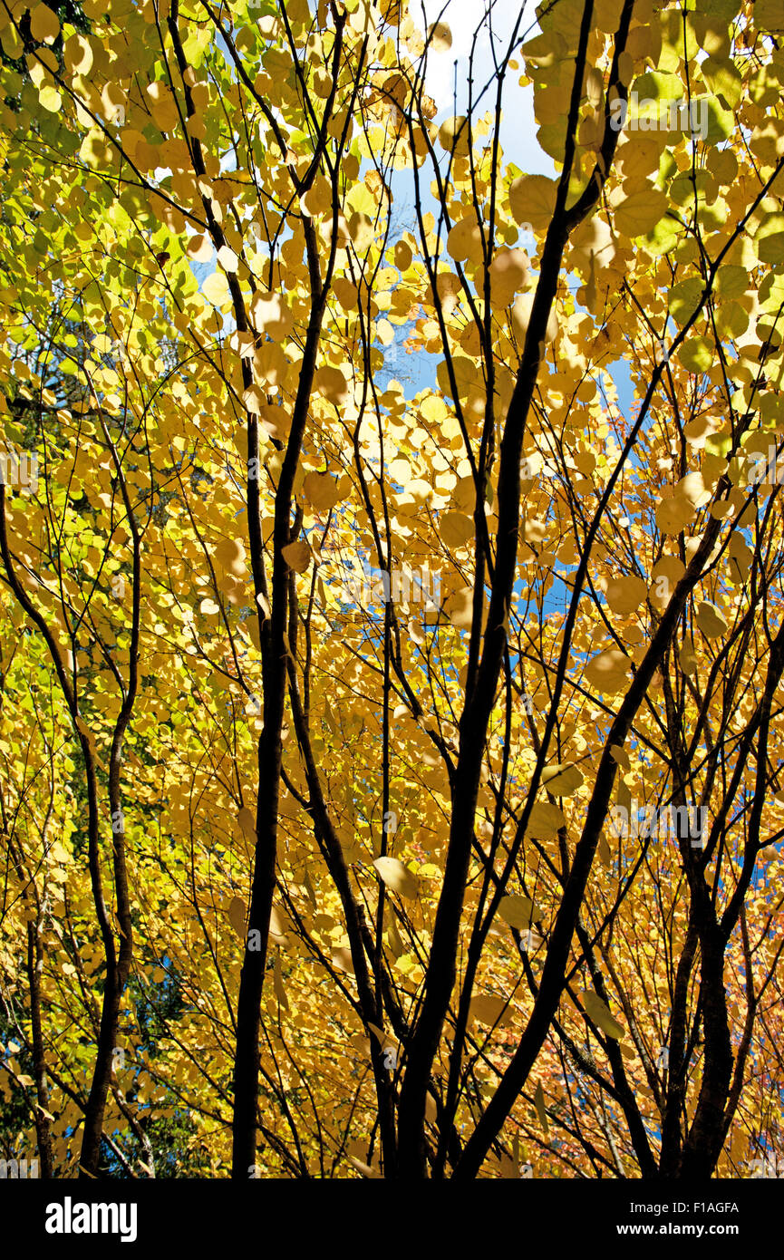 Belle journée d'automne dans le parc Banque D'Images