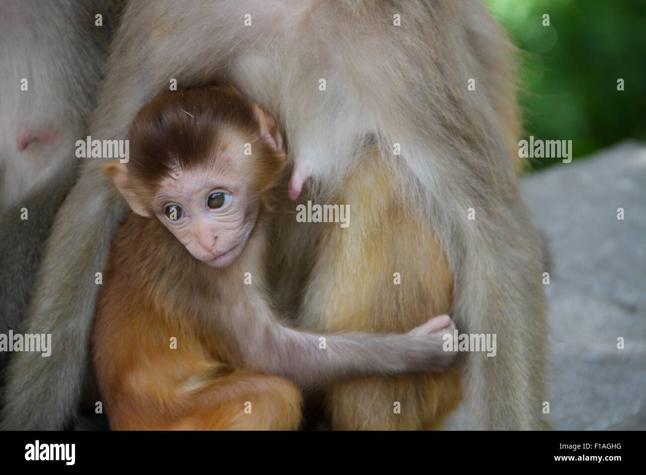 Les singes à Swayambhunath, le Monkey Temple, Kathamndu, Népal Banque D'Images