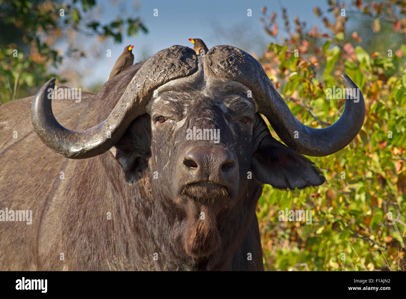 Buffle africain avec Red-billed buffalo tisseurs en Kruger National Park Banque D'Images